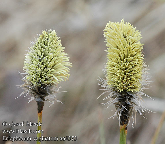 Eriophorum vaginatum Пушица влагалищная Пухівка піхвова