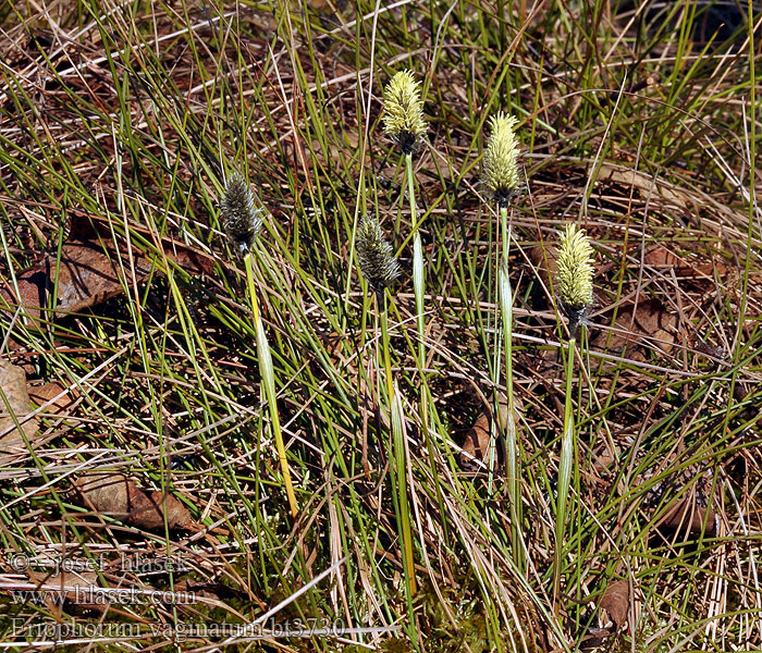 Eriophorum vaginatum Cretna suhoperka ワタスゲ