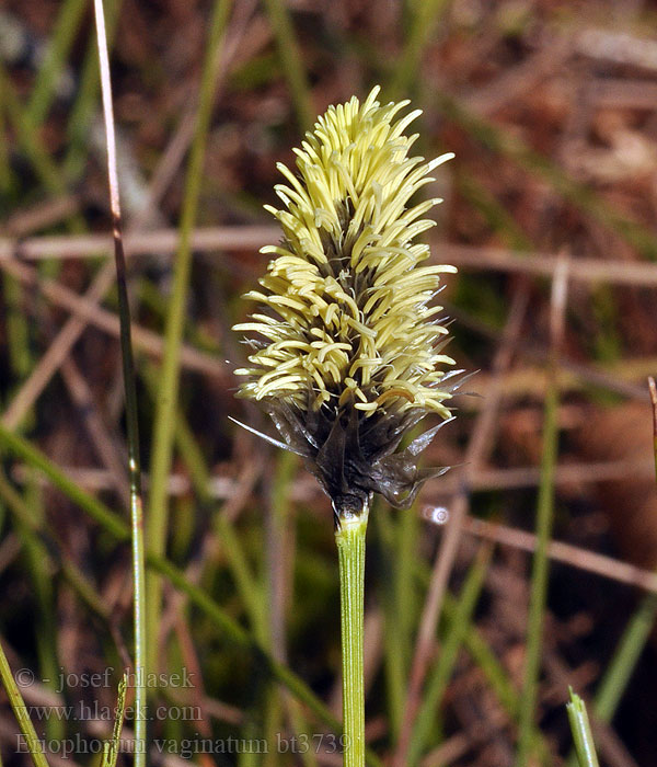 Eriophorum vaginatum Harestail Cotton-grass