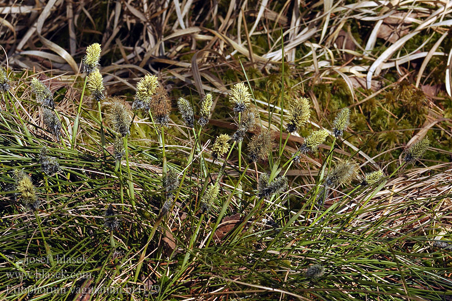 Eriophorum vaginatum Tue-Kæruld Tupasvilla