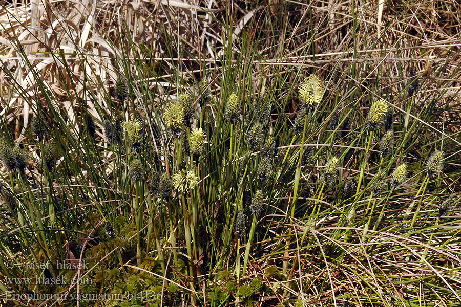 Eriophorum vaginatum Linaigrette vaginée