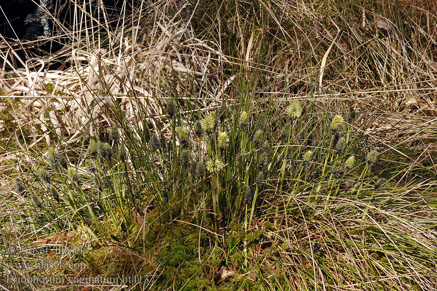 Eriophorum vaginatum Eenarig wollegras