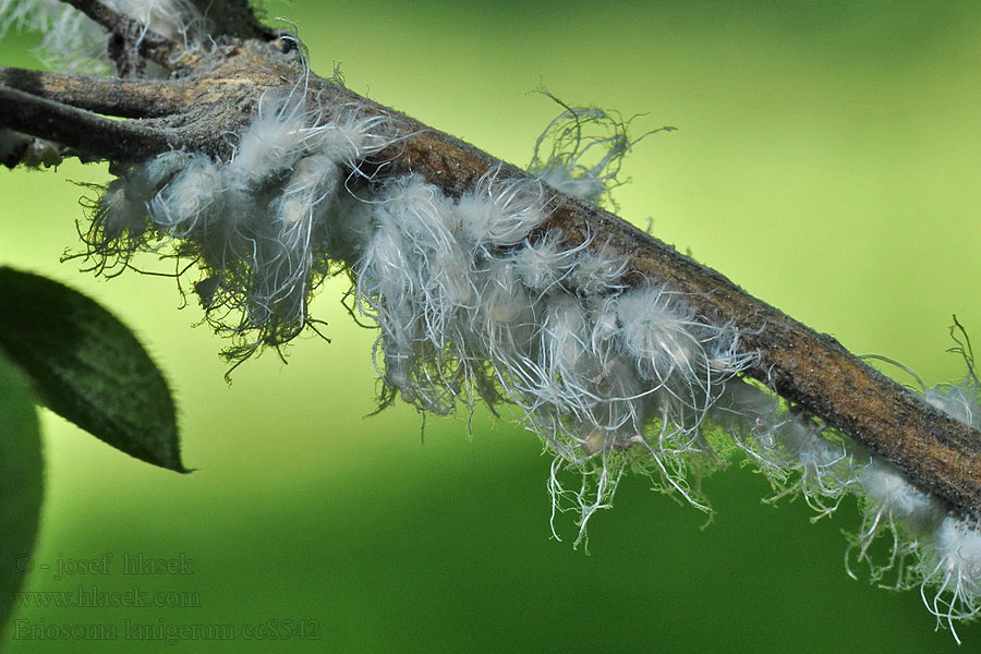 Eriosoma lanigerum Appelbloedluis Woolly apple aphid