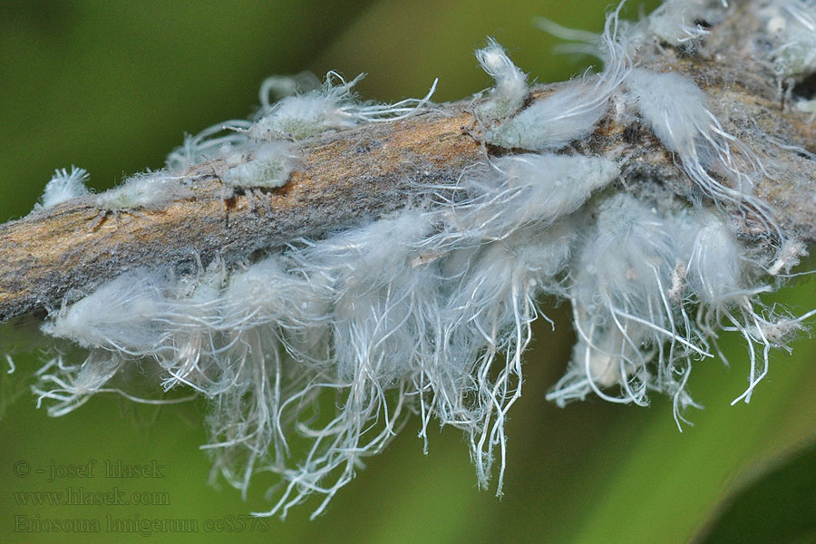 Appelbloedluis Woolly apple aphid Eriosoma lanigerum