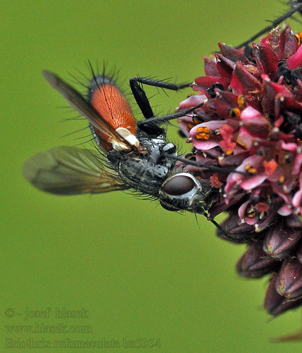 Eriothrix rufomaculatus