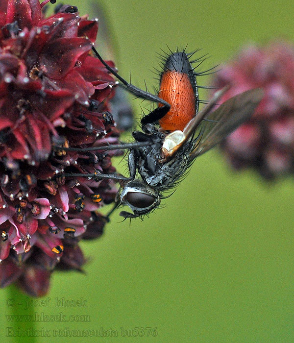 Eriothrix rufomaculatus