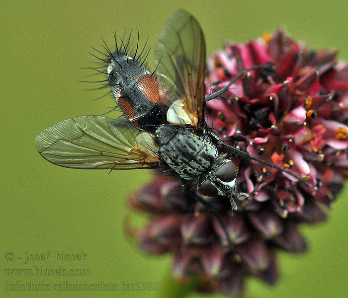 Eriothrix rufomaculatus