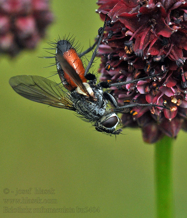 Eriothrix rufomaculatus