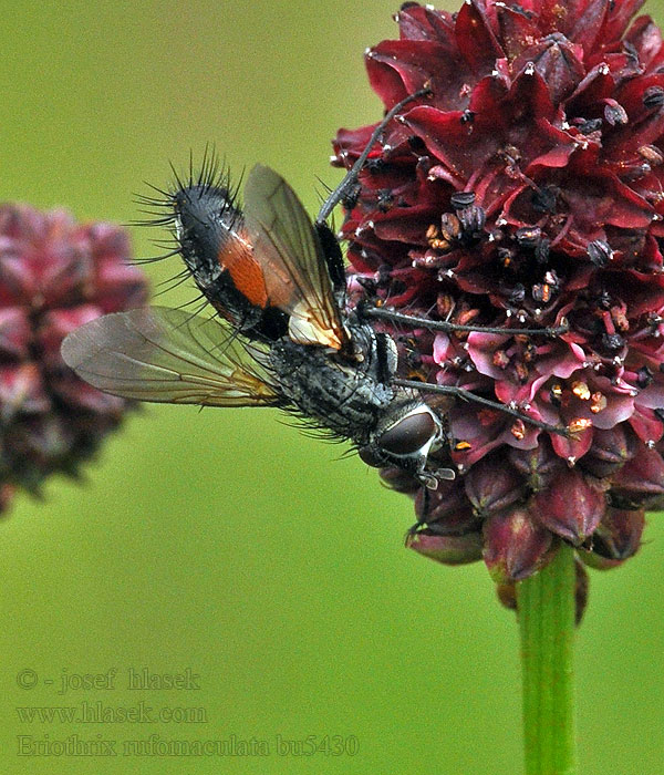 Eriothrix rufomaculatus