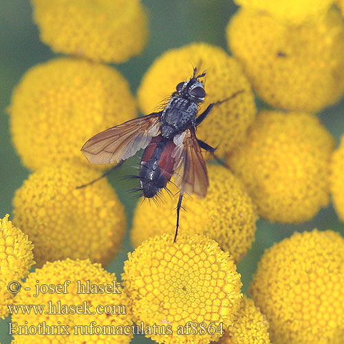 Eriothrix rufomaculatus Rotgefleckte Raupenfliege Sluipvlieg