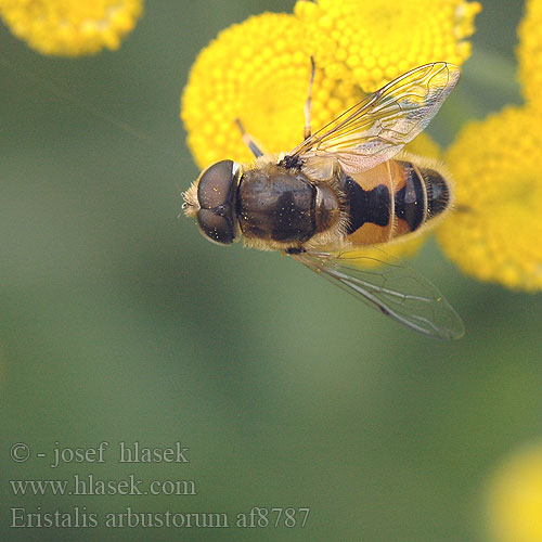 Eristalis arbustorum Éristale arbustes Kleine Keilfleckschwebfliege Муха-журчалка