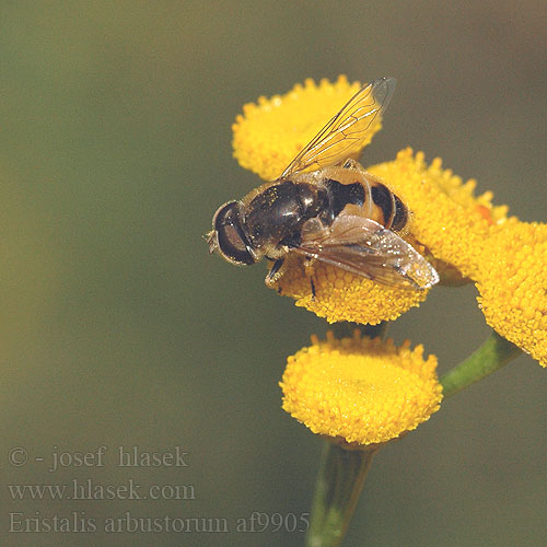 Éristale arbustes Kleine Keilfleckschwebfliege Муха-журчалка Eristalis arbustorum