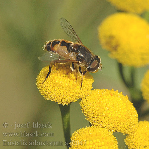 Kleine Keilfleckschwebfliege Муха-журчалка Eristalis arbustorum Éristale arbustes