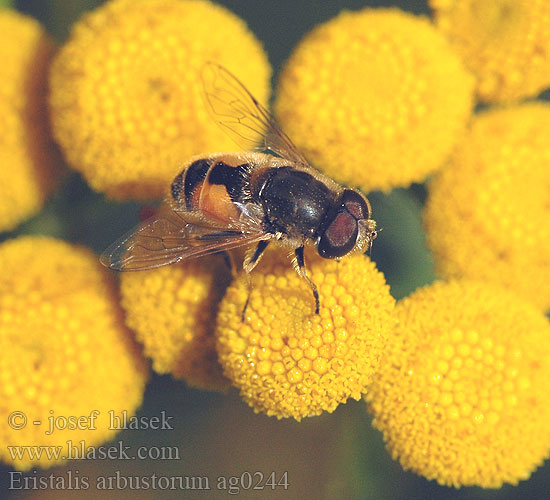 Муха-журчалка Eristalis arbustorum Éristale arbustes Kleine Keilfleckschwebfliege