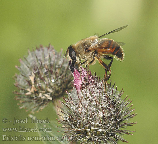 Eristalis nemorum Eristale Arbustes Kleine Keilfleckschwebfliege Kleine Bijvlieg Журчалка