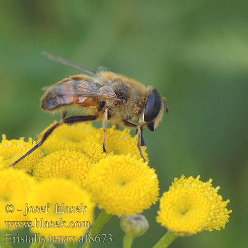 Eristalis tenax Drone Fly Rat-tailed maggot Pestřenka trubcová Droneflue Likakärpänen Kuhnurikärpänen Eristale gluante tenace Blinde bij ナミハナアブ Közönséges herelégy Mistbiene Scheinbienen-Keilfleckschwebfliege Gnojka wytrwała Пчеловидка обыкновенная Trúdovka obyčajná Mosca zángano Bilik slamfluga