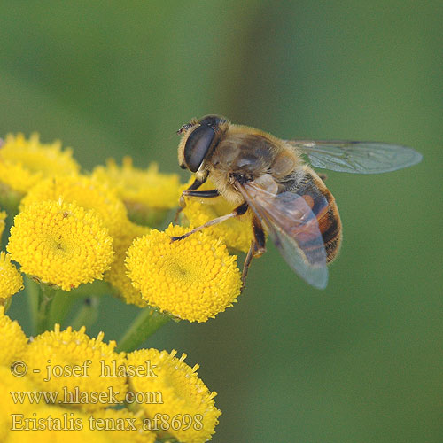 Droneflue Likakärpänen Kuhnurikärpänen Eristale gluante tenace Blinde bij ナミハナアブ Közönséges herelégy Mistbiene Scheinbienen-Keilfleckschwebfliege Gnojka wytrwała Пчеловидка обыкновенная Trúdovka obyčajná Mosca zángano Bilik slamfluga Eristalis tenax Drone Fly Rat-tailed maggot Pestřenka trubcová