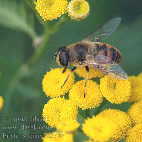 Mistbiene Scheinbienen-Keilfleckschwebfliege Gnojka wytrwała Пчеловидка обыкновенная Trúdovka obyčajná Mosca zángano Bilik slamfluga Eristalis tenax Drone Fly Rat-tailed maggot Pestřenka trubcová Droneflue Likakärpänen Kuhnurikärpänen Eristale gluante tenace Blinde bij ナミハナアブ Közönséges herelégy