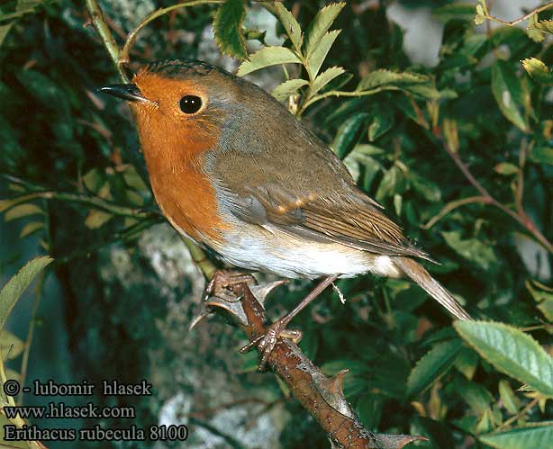 Erithacus rubecula 8100