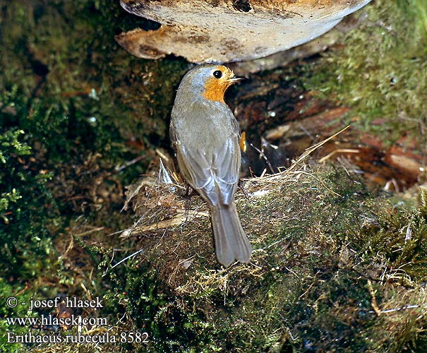 Rougegorge familier Petirrojo Červenka obecná