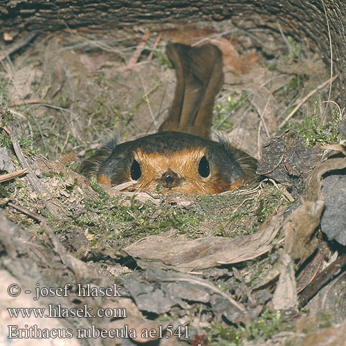 Erithacus rubecula ae1514