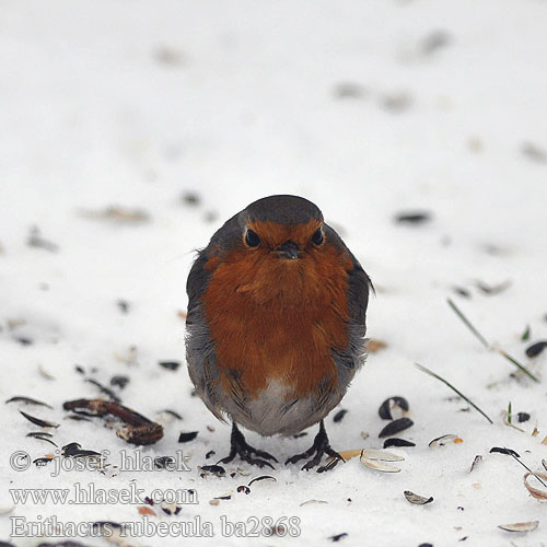 Erithacus rubecula ba2868