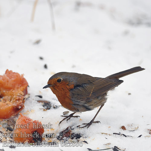 Erithacus rubecula ba2886