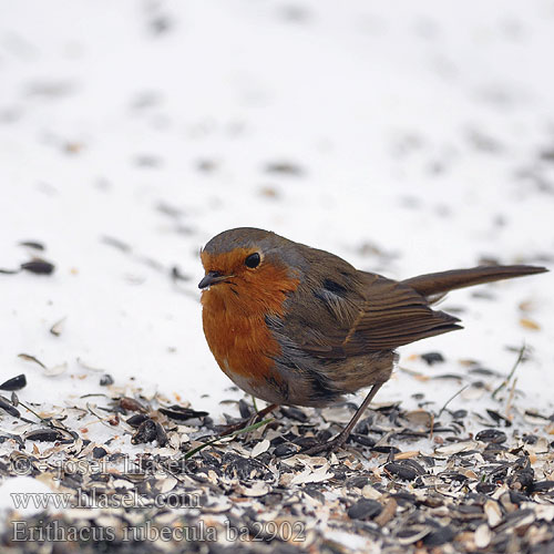 Erithacus rubecula ba2902