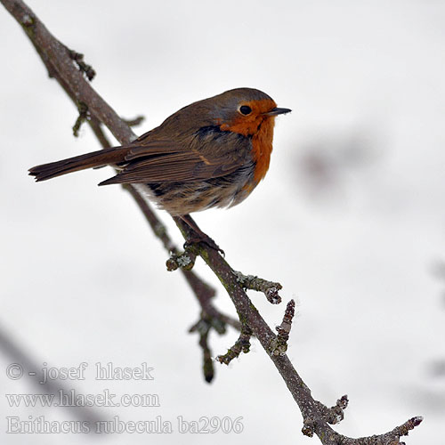 Erithacus rubecula ba2906