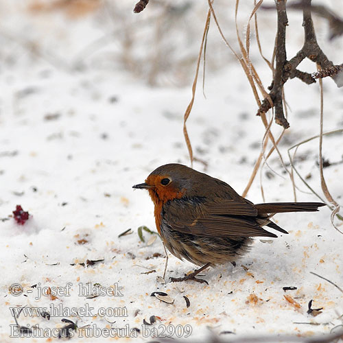 Erithacus rubecula ba2909