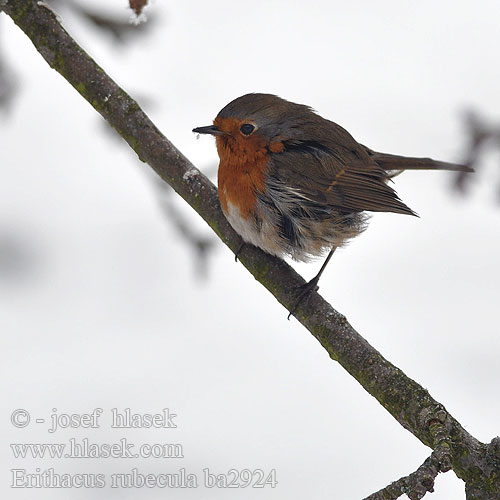 Erithacus rubecula ba2924