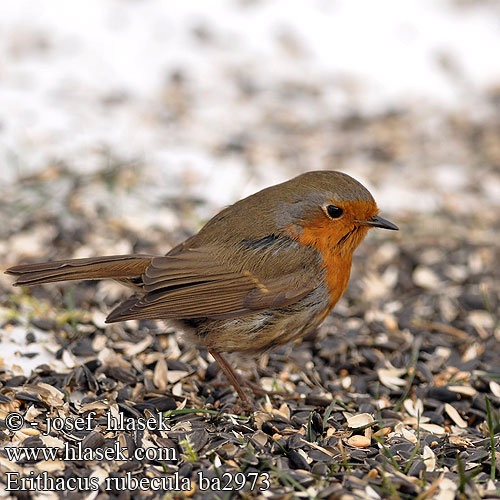 Erithacus rubecula ba2973