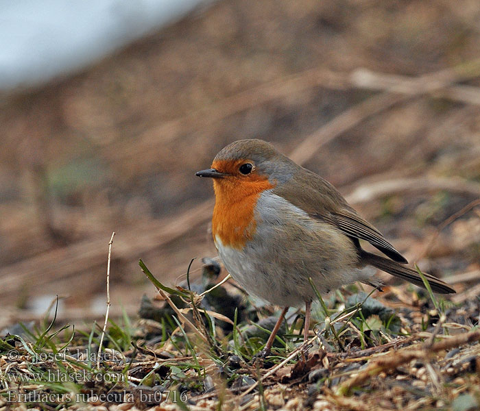 Erithacus_rubecula_br0716