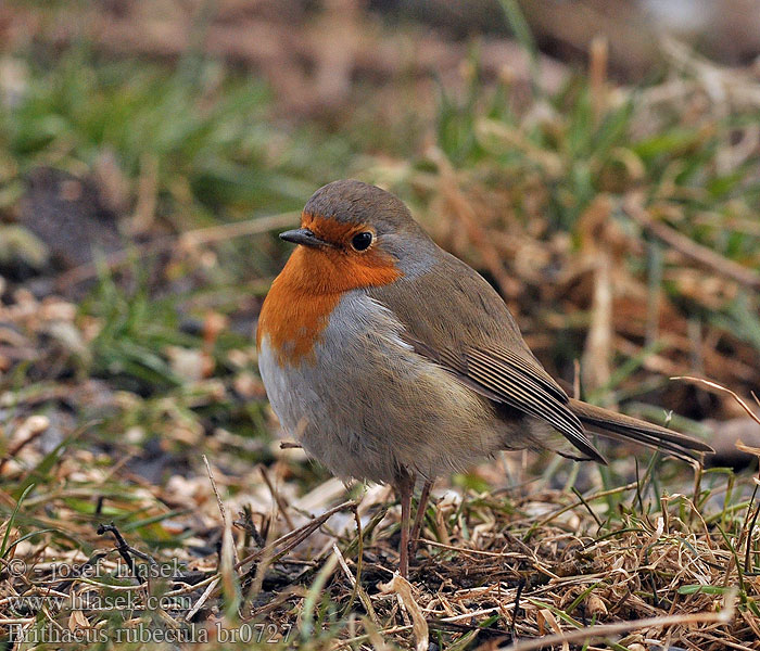 Erithacus rubecula Rougegorge familier Petirrojo