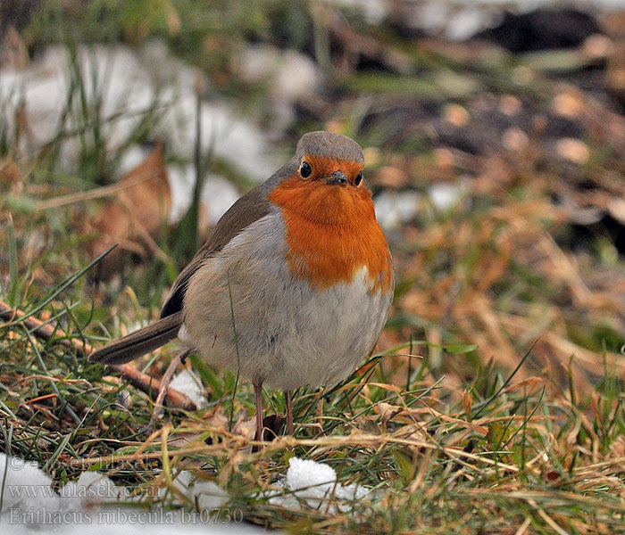 Erithacus_rubecula_br0730