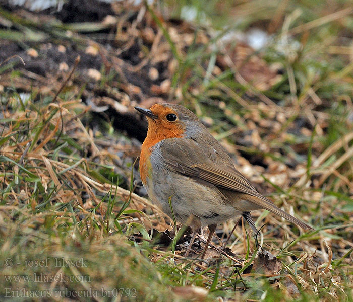 Erithacus rubecula Roodborst Punarinta Pettirosso