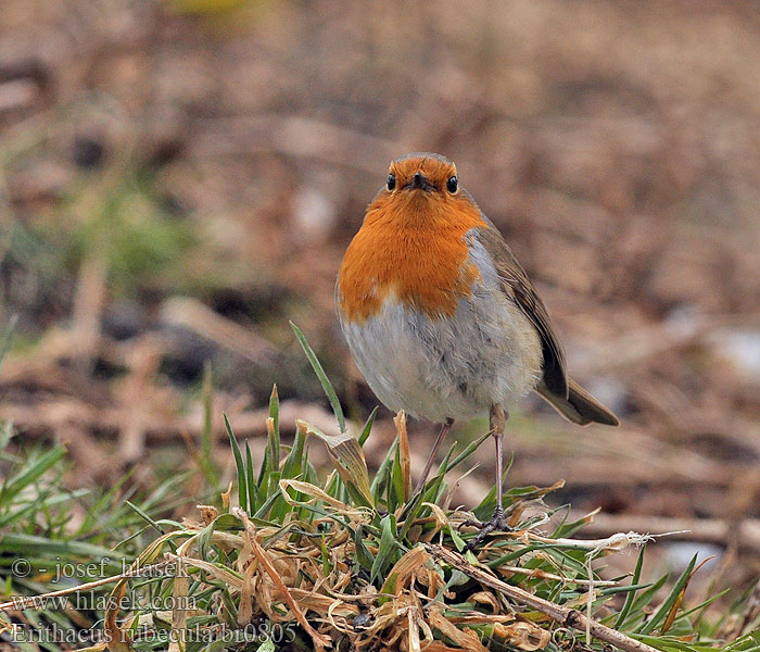 Erithacus rubecula Rødstrupe Rödhake 欧亚鸲