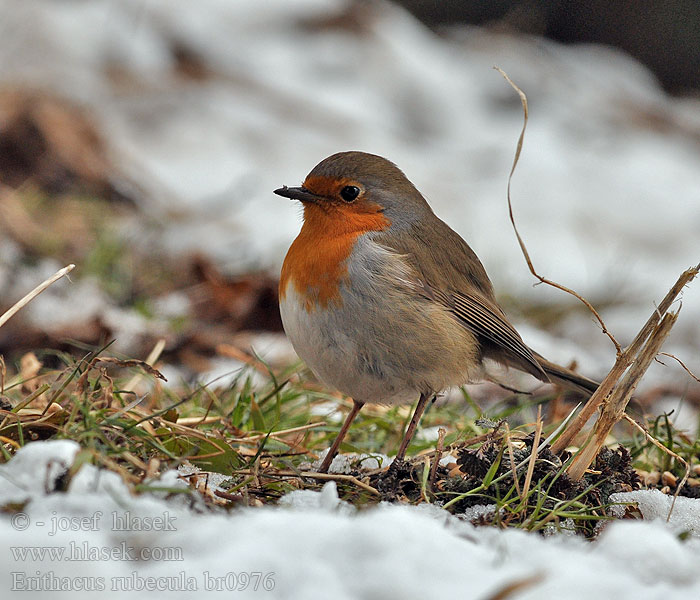 Erithacus rubecula Зарянка ヨアロッパコマドリ أبو الحناء