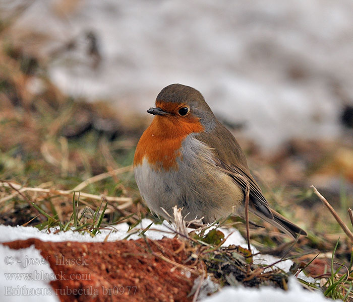 Erithacus rubecula Κοκκινολαίμης Pisco-de-peito-ruivo Малинівка