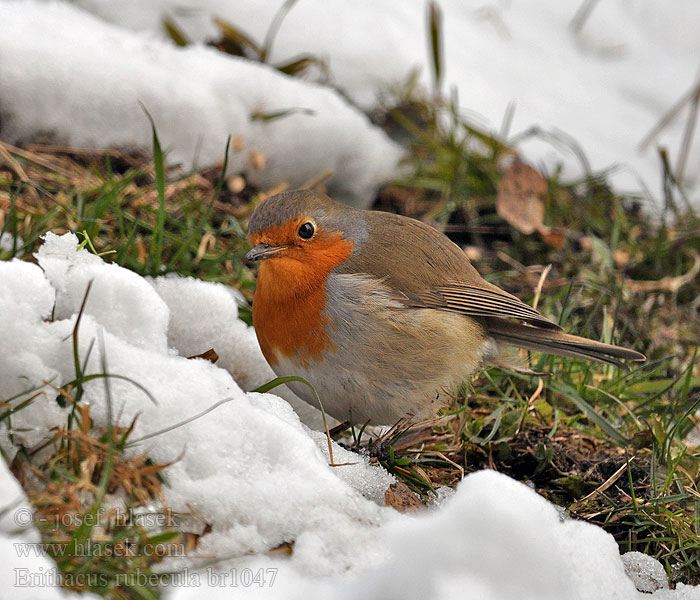 Erithacus rubecula Kızılgerdan אדום חזה Rudzik Vörösbegy