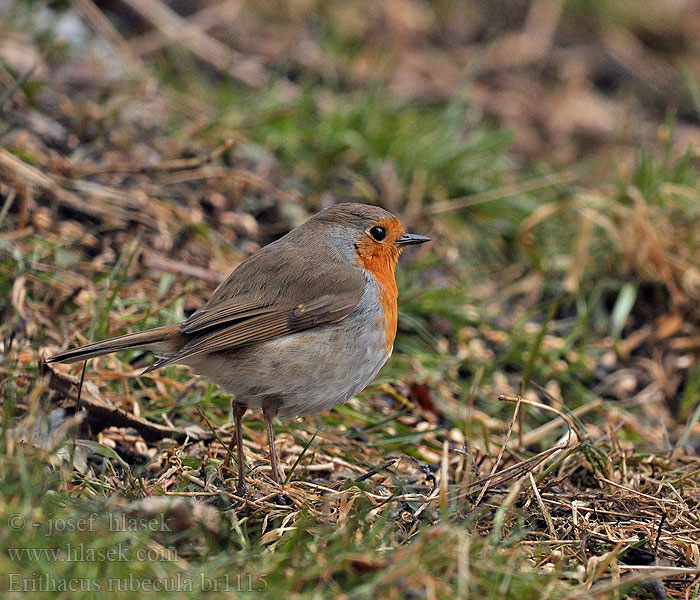 Erithacus rubecula Červienka obyčajná Sarkanriklite Punarind