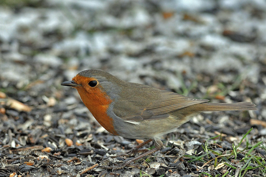 Robin Erithacus rubecula