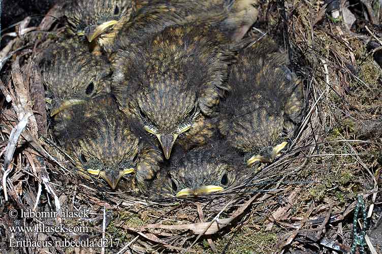 Erithacus rubecula d217