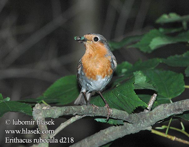 Erithacus rubecula d218