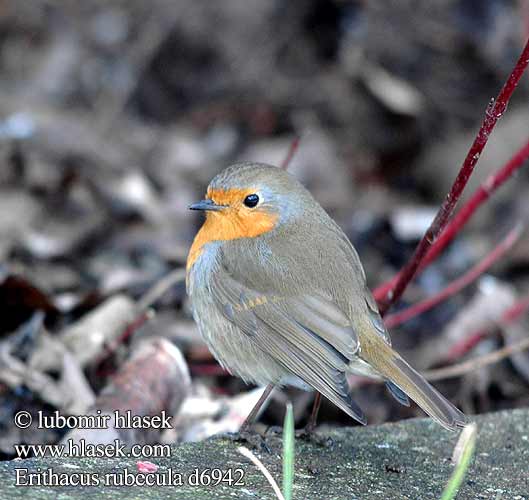 Erithacus rubecula d6942