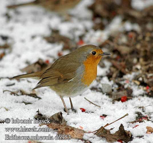 Erithacus rubecula d6953