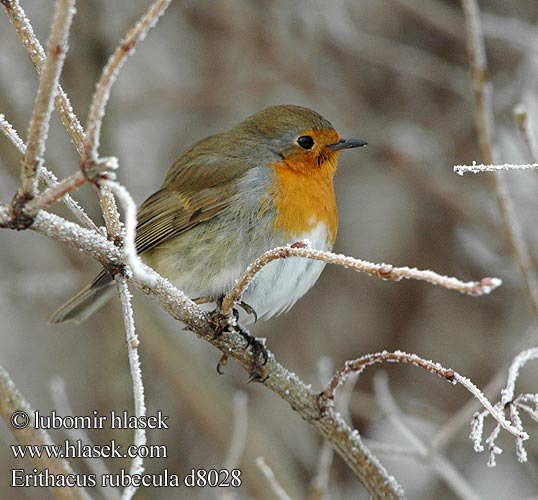 Červienka obyčajná Sarkanriklite Punarind Erithacus rubecula