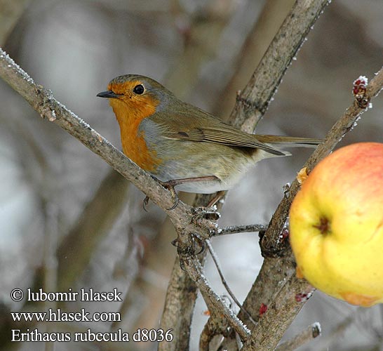 Erithacus rubecula d8036