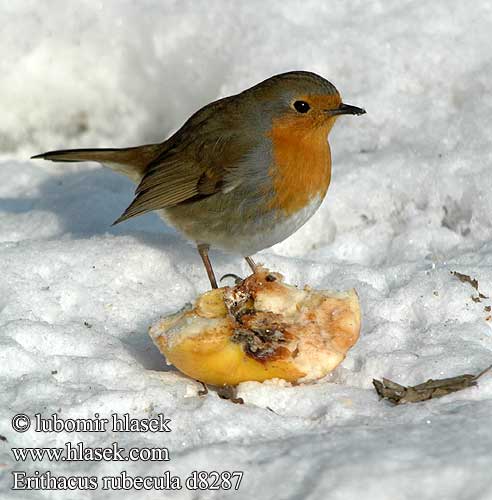 Erithacus rubecula d8287