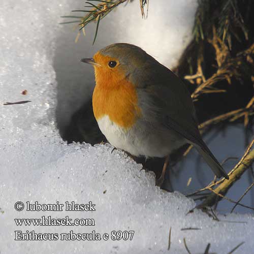 Erithacus rubecula e9807